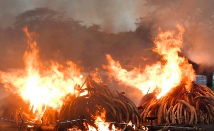 Ivory burns in Kenya